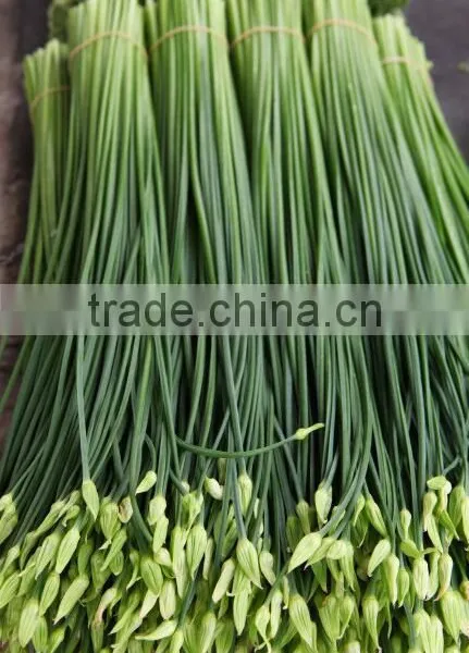 Strong Growth and Cold Resistant Bolting Chinese Chives Seeds