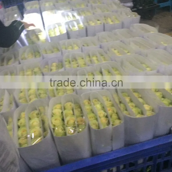 Green Roses Fresh Cut Roses and Fresh Roses for Sale photo-3