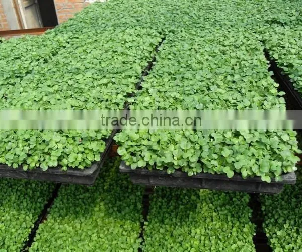 Polystyrene (PS) Plastic Seed Plug Tray With 32 to 512 Cell photo-5