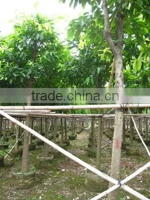 Ficus Lacor Big Leaves