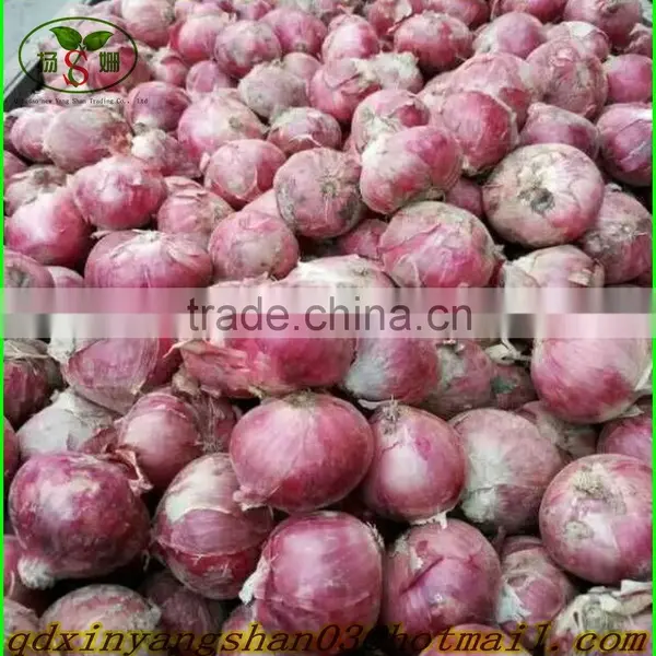 Fresh Red Onion Mesh Bag Packed -(website:qdxinyangshan03) photo-4