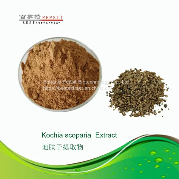 Кохия простяковатая