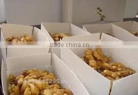 Fresh Ginger/ photo-4