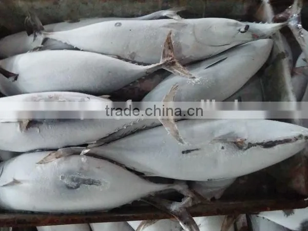 High Quality Seafood Frozen Fish Pacific Bonito Size 500 photo-2