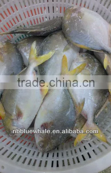 300-500G 400-600G 500-700G 800G UP Fresh Pomfret photo-4