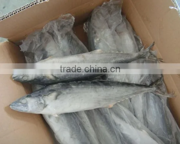 Spanish Mackerel Fish