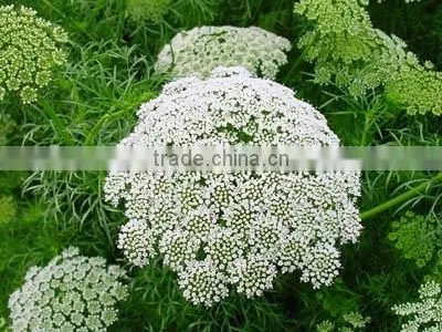 Ammi Majus ,Lace Flower , Ammi Majus Linn.,flower Seed,herb Seed,vegetalbe Seed,fruit Seed,grass Seed photo-5