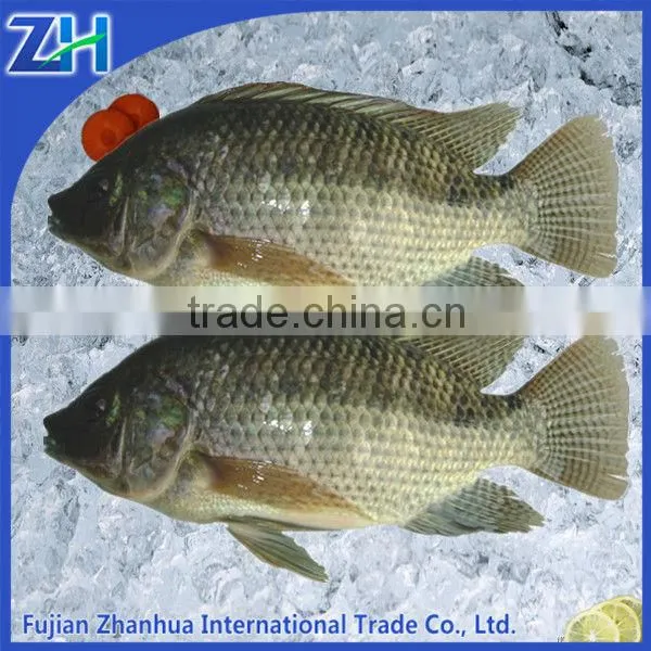 Frozen Tilapia Fish Cleaning Tilapia Buyer