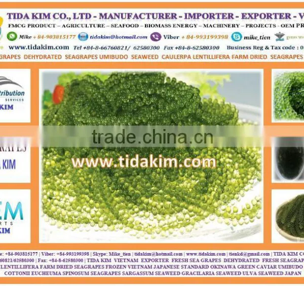 FRESH SEA GRAPES - UMIBUDO - TIDA KIM - SEAWEED GREEN CAVIAR OKINAWA JAPAN DEHYDRATED SEAGRAPES - CAULERPA LENTILLIFERA photo-2