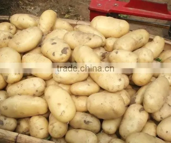 2015 New Crop of Fresh Potato Wholesales Price photo-3