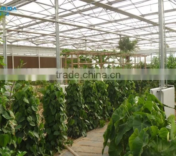 Factory Price Greenhouse From China Supplier photo-4
