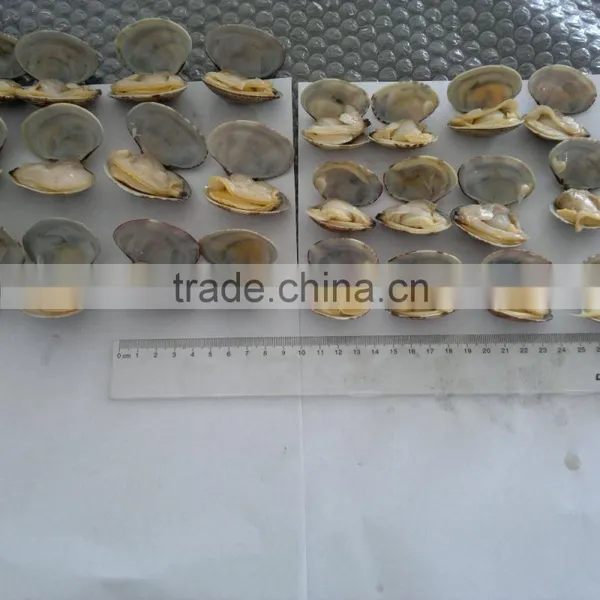 Frozen Vacuumed Cooked Short Necked Clam Wild Caught photo-5
