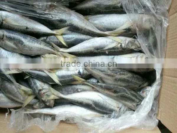 Frozen Horse Mackerel photo-3