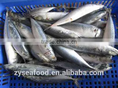 New Arrival Competitive Price Frozen Mackerel photo-3