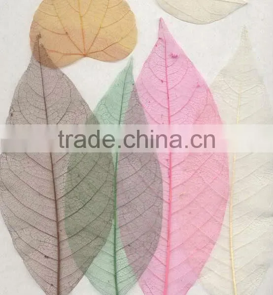 Deco Dried Leave, Dried Flower,skeleton Leaves