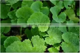 Centella Asiatica Extract photo-2