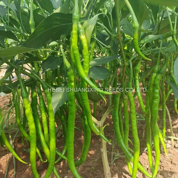Green Thin And Long Hot Chili Pepper Seeds For Planting photo-4