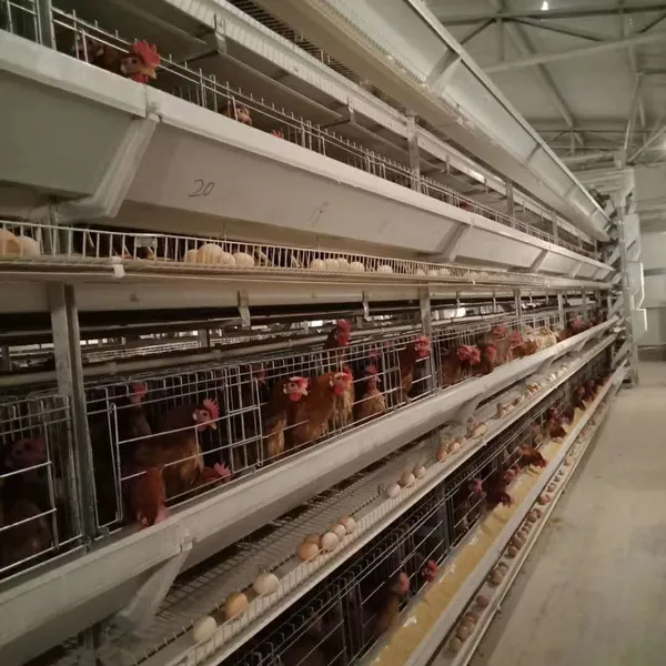 Best Price Egg Layer Chicken Farm Laying Hens Poultry Automatic Battery Cages for Sale Customized BOLI