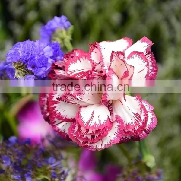 New Olympic Carnation Flowers for Mothers Day photo-5