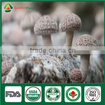 Mushroom Company Bulk Supply Wholesale Price of Shiitake Mushroom Growing Log Bag Kit photo-2