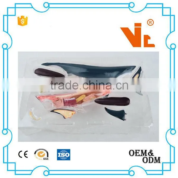 V-AM052 4D MASTER Shark Specimens Anatomical Model photo-5