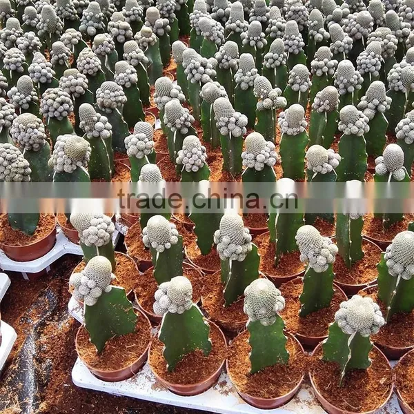 Baby Cactus Plant photo-6