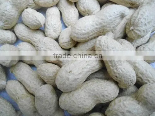 China Roasted Peanuts in Shell