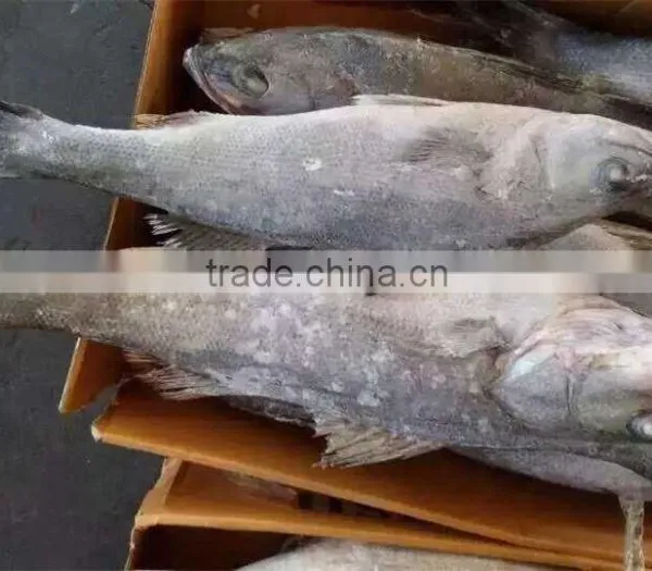 Frozen Seabass