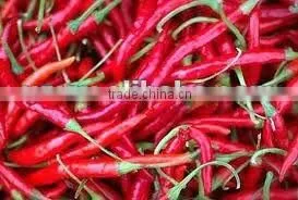 Indian Red Chilli