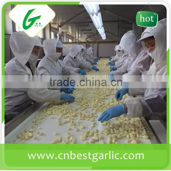 Best peeled garlic price in china for the European market