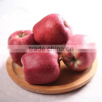 Fresh Apple Fruit for Sale Apple Fruit Fresh Price for Fresh Apple photo-4
