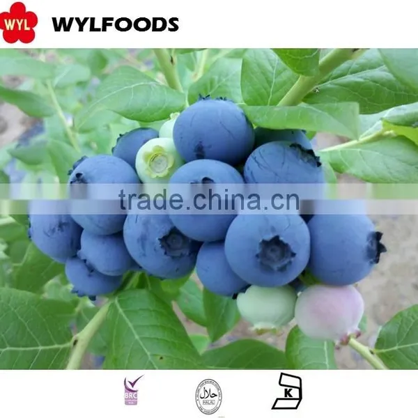IQF Frozen Blueberry Wild photo-3