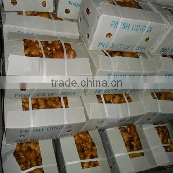 2016 New Crop Fresh Ginger at Cheap Price photo-3