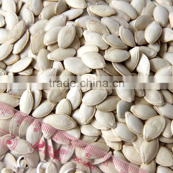Benefits of Pumpkin Seeds Wholesale Snow White / Shine Skin Pumpkin Seeds Competitive Price photo-2