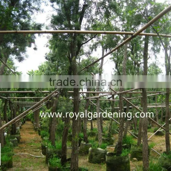 Callistemon Viminalis Outdoor Landscaping Trees photo-2