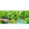 Herbicidal Film