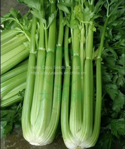 Boutique Ventura Celery Seeds Celery Seeds Suppliers Cheap Celery Seeds Chinese Celery Seeds For Sale photo-3