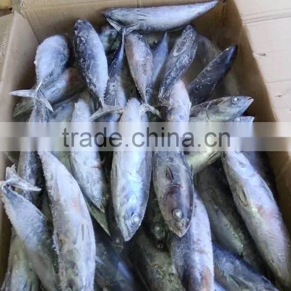 Frozen Bonito Fish ( Auxis Thazard) for Fish Bait photo-3