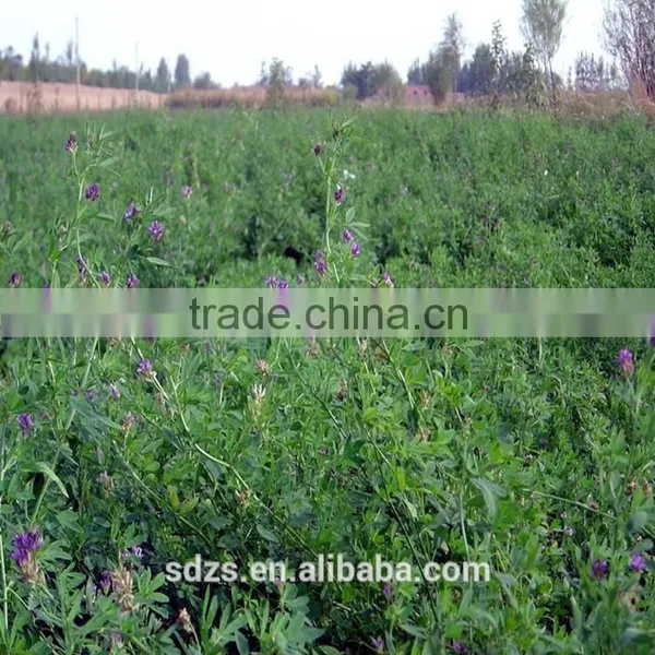 Hot Sale High Yield Forage Seeds for Sale