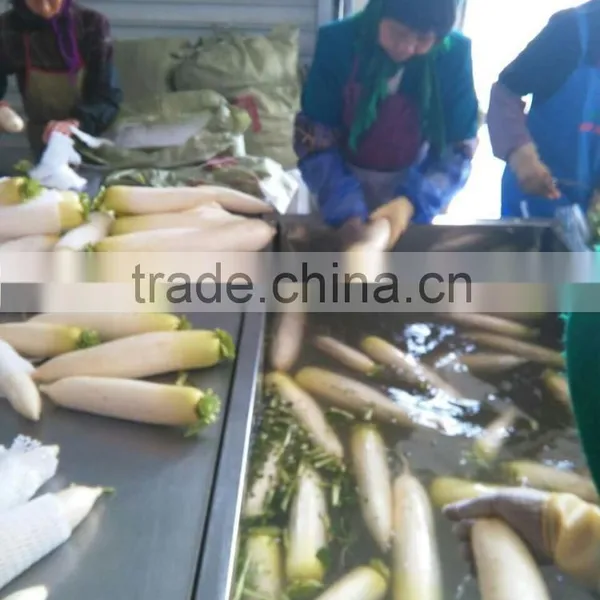 Fresh Radish/ White Radish/green Radish photo-3