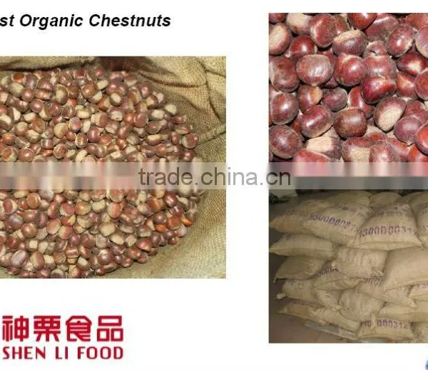Sweet and Easy Peeling Chinese Chestnut photo-6