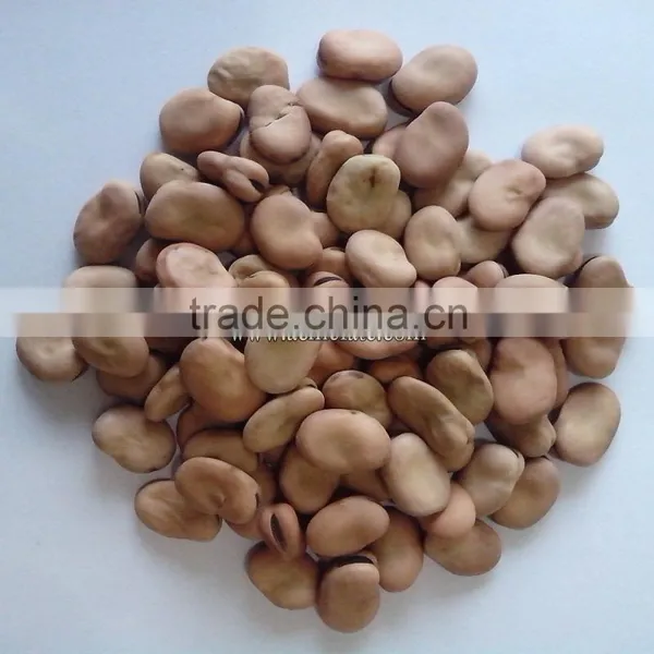 Canned Dry Fava Bean photo-3