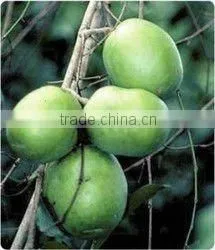 African Mango (Irvingia Gabonensis), 15% Protein Extract
