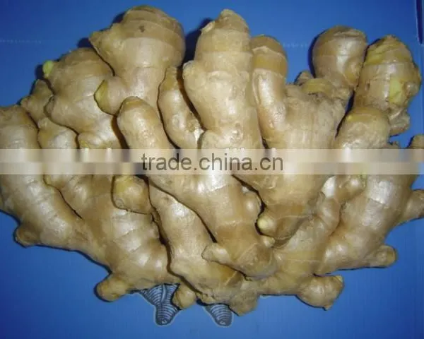 Fresh Air Dried Ginger photo-5