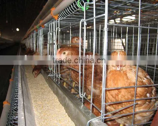 Most Popular Design Full Automatic Layer Chicken Cage for Sale photo-4