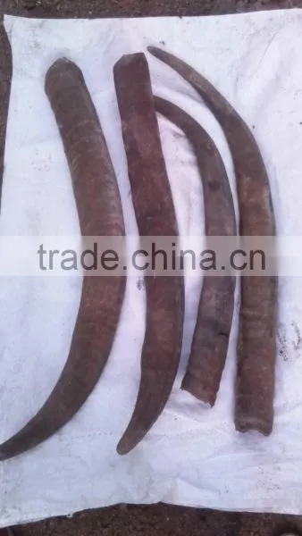 Buffalo Horn
