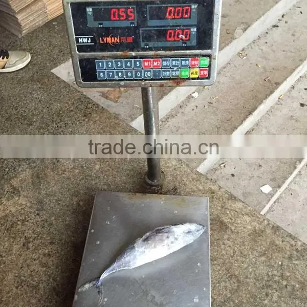 Frozen Bonito Tuna Frozen Bonito Fish for Sale