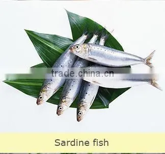 China-made Good-quality Sardine for Bait on Sale photo-3