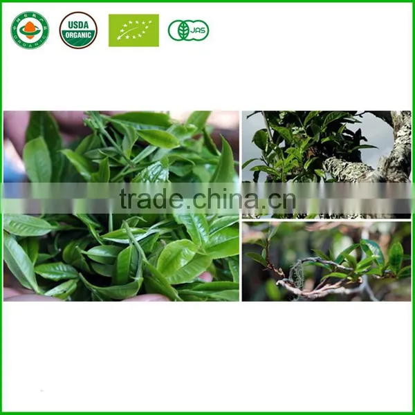 Yunnan Puer Tea Raw Tea Slimming Detox Tea Good Price photo-2