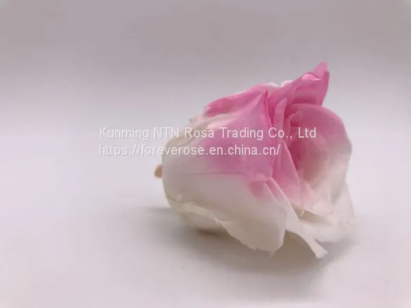 Preserved Rose Preserved Flowers Dried Flowers Birthday Valentine Party Wedding photo-3